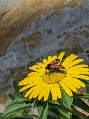 Winged bug on a flower. Click to open photography page for more detailed descriptions