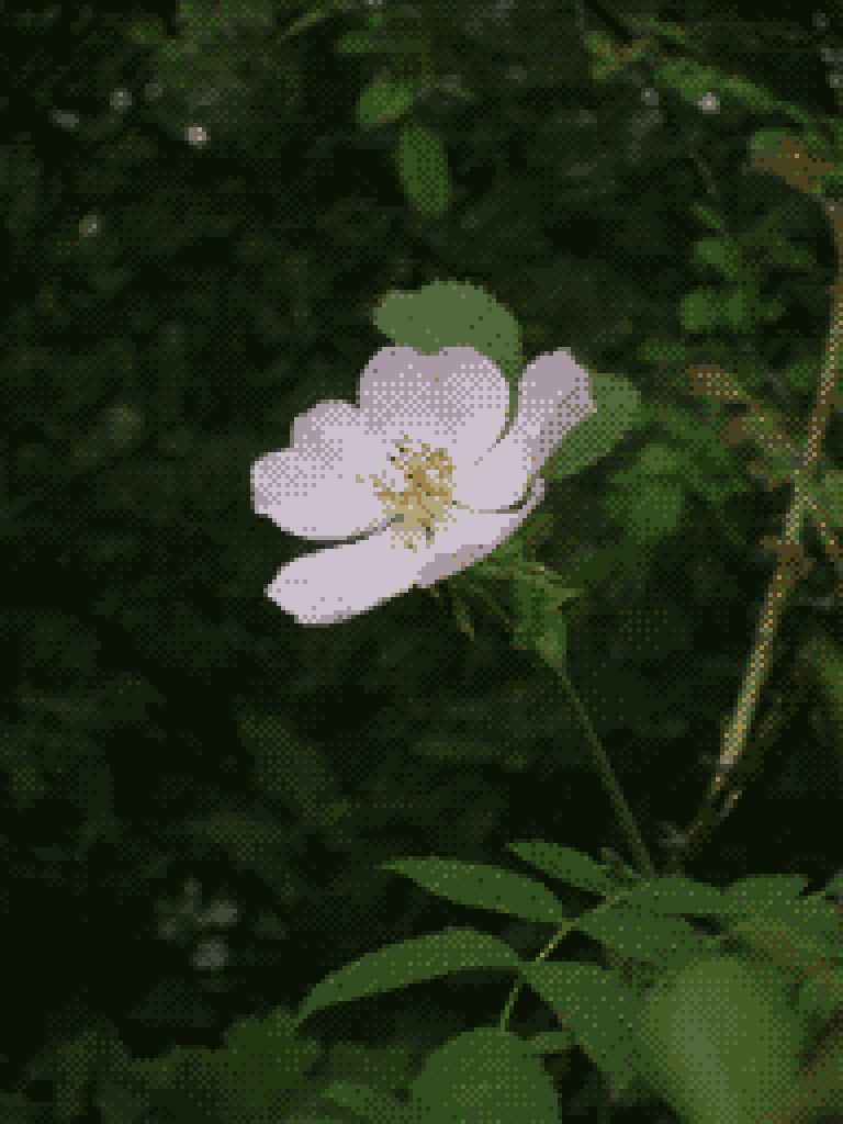 Up close photo of a flower (Dog Rose), with foliage filling the background.