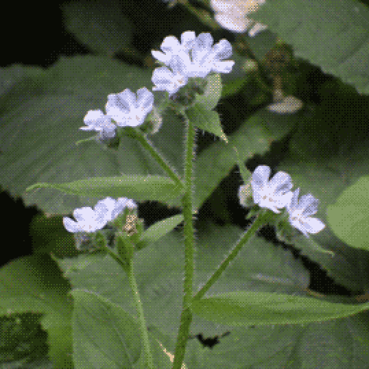 Close up photo of a Green Alkanet flower, with large green leaves filling the background. The stem of the plant branches off into 4 small clusters of flowers with pale blue petals.