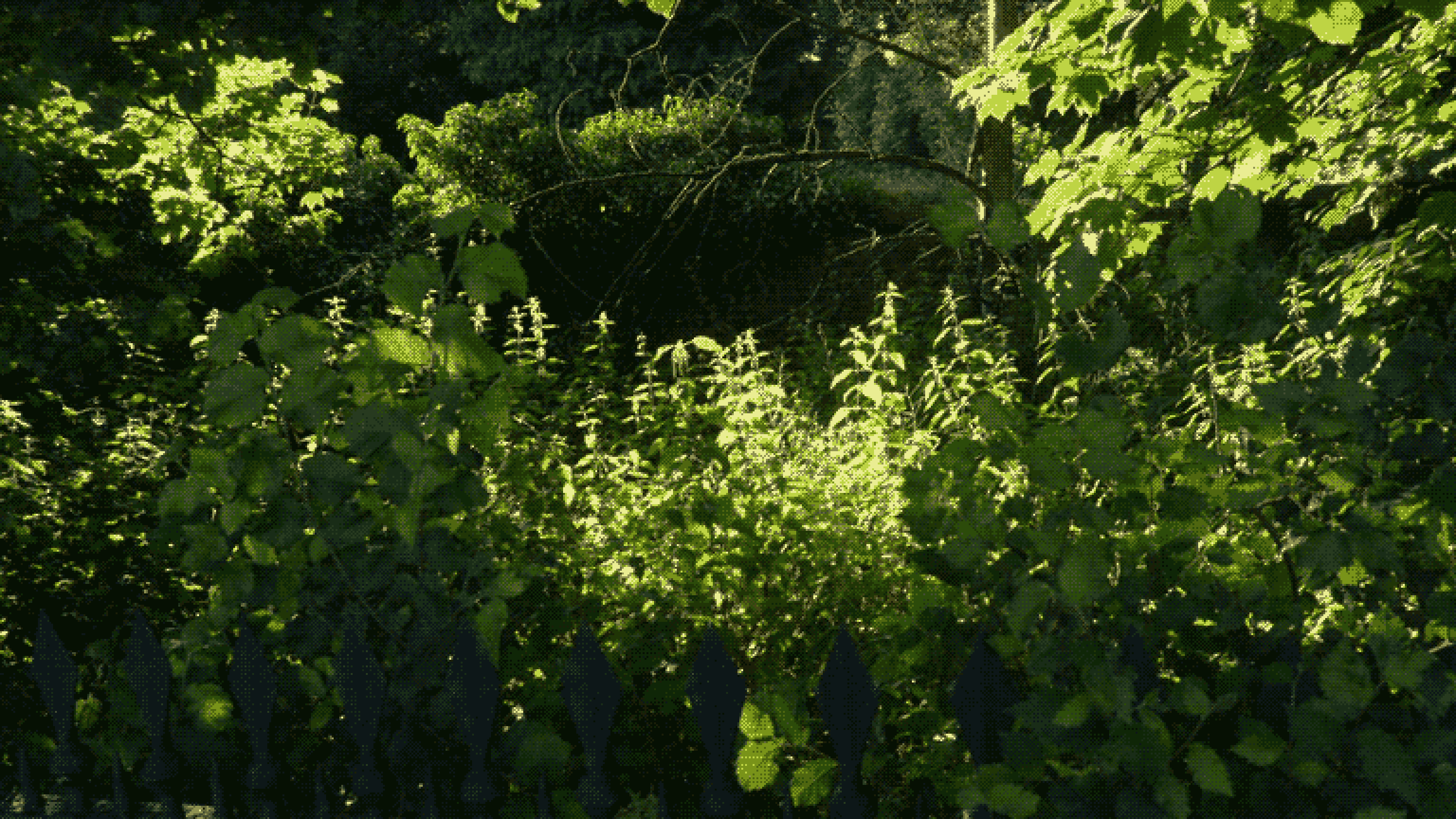 A small fenced-off area completely filled with lush, green foliage, and surrounded by bushes and trees. The plants are lit by warm, bright sunlight.