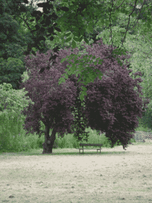 A distant park bench which has a large tree with deep purple-red leaves arching over it. Behind the tree, lush green woodlands fills the background.